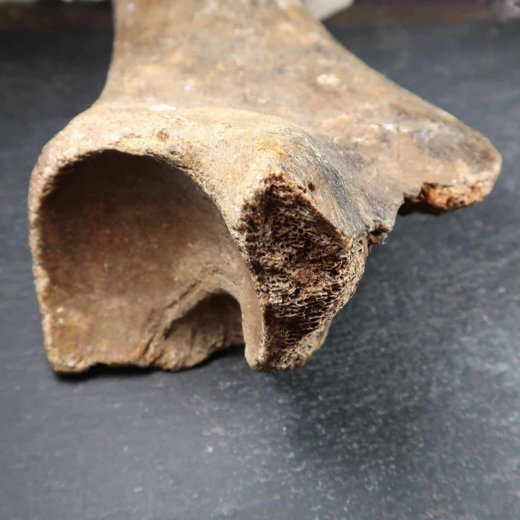 fossilised mammal bone (1)