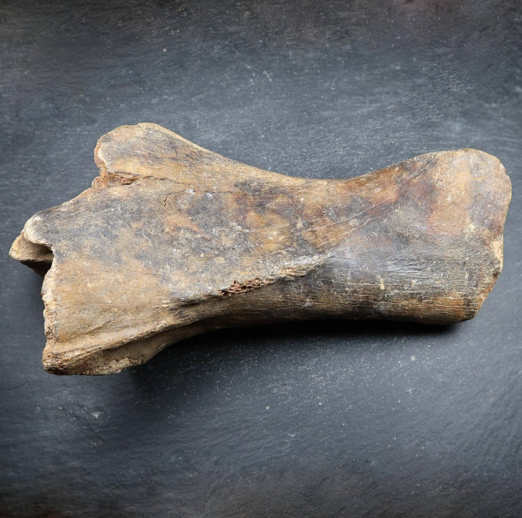 fossilised mammal bone (5)