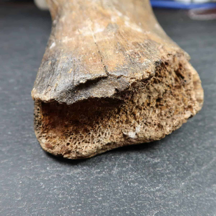 fossilised mammal bone (6)