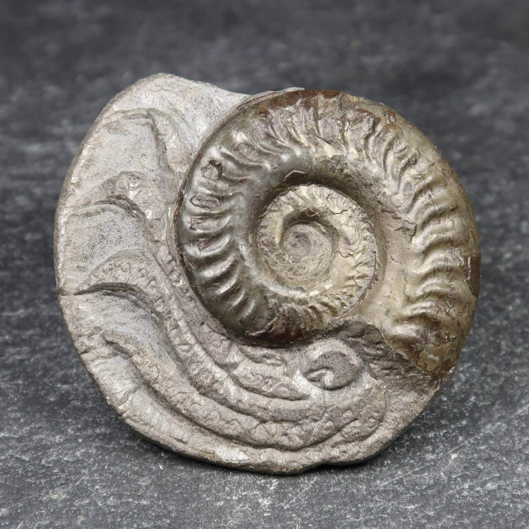 hildoceras ammonite carving (1)