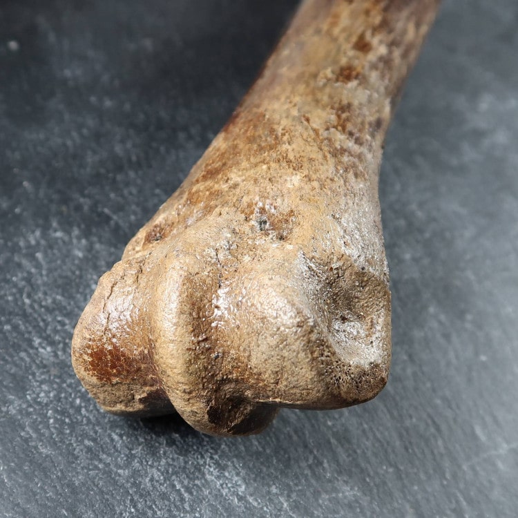Ice Age Horse Leg Bone (5)