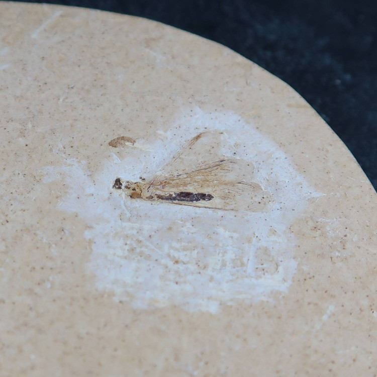 Lacewing Insect Fossil From Brazil (6)