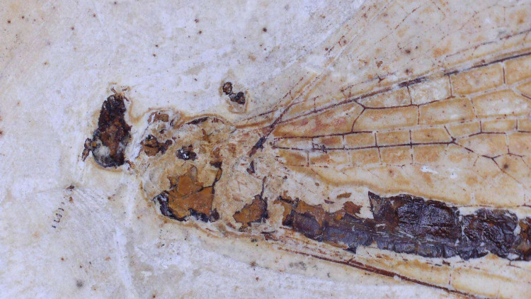 Lacewing Insect Fossil Flies From Brazil (1)