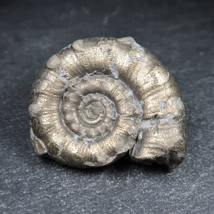 pyritic eoderoceras ammonite fossils 2