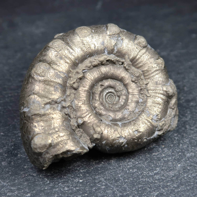 pyritic eoderoceras ammonite fossils 3