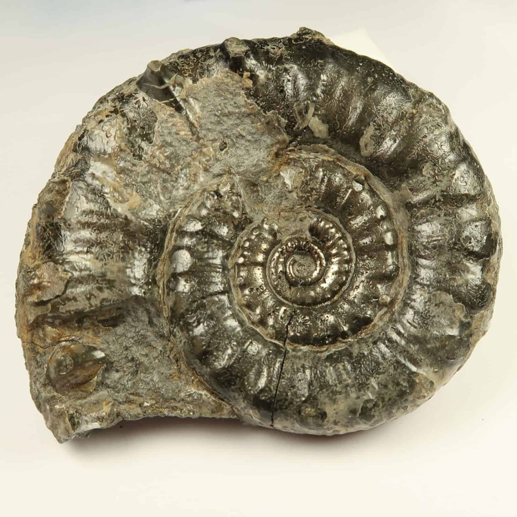 pyritised eoderoceras ammonite fossils from charmouth 2