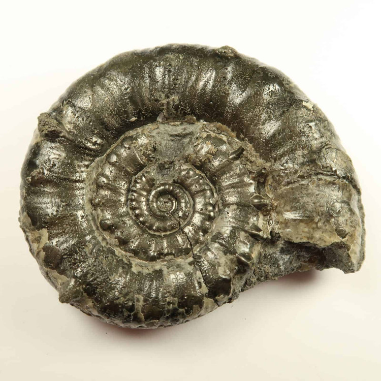 pyritised eoderoceras ammonite fossils from charmouth 4