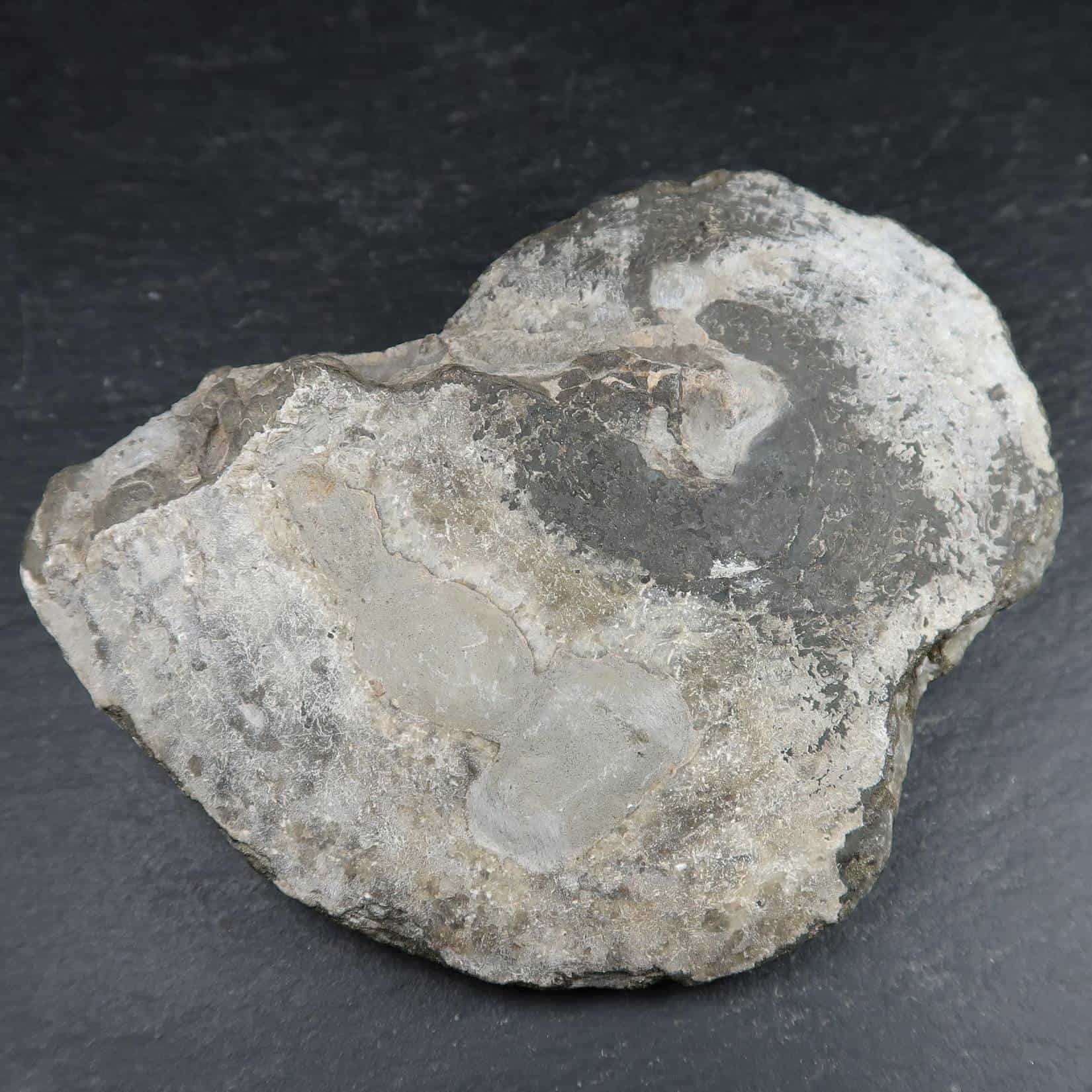 Oxynoticeras Ammonites - Buy Ammonite Fossils - UK Shop