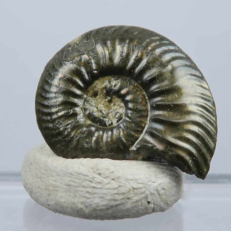 quenstedtoceras lamberti ammonite fossils (1)