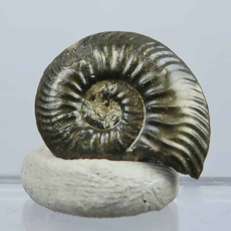 quenstedtoceras lamberti ammonite fossils (4)