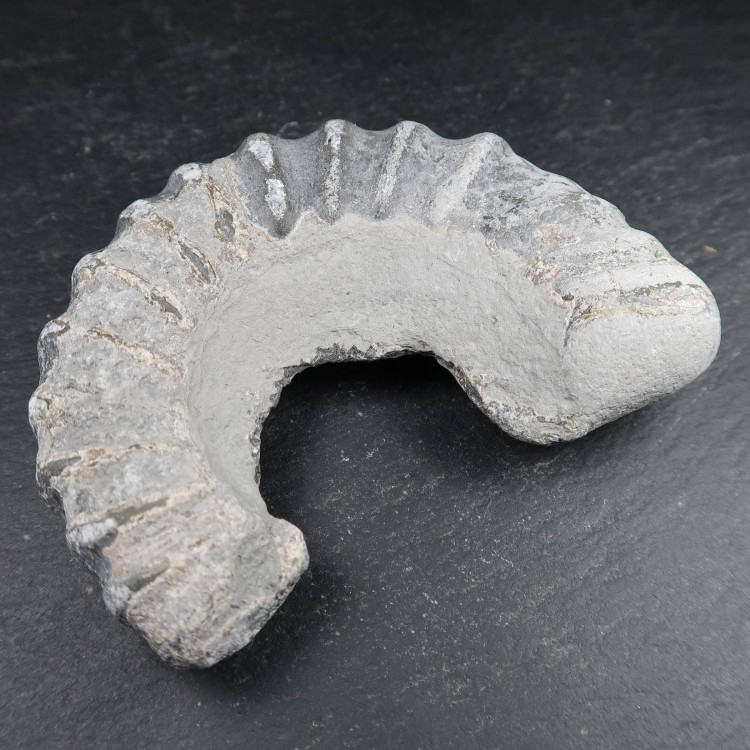 androgynoceras ammonite fossils from dorset