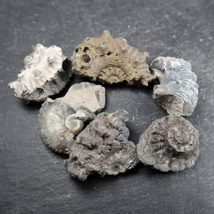assorted pyritised ammonite fragments