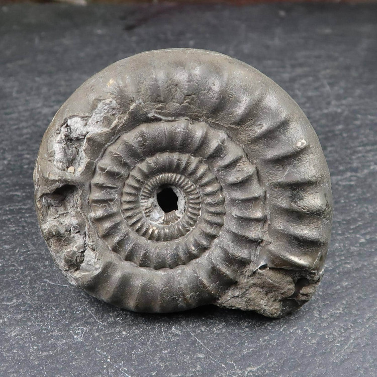 echioceras ammonite fossils