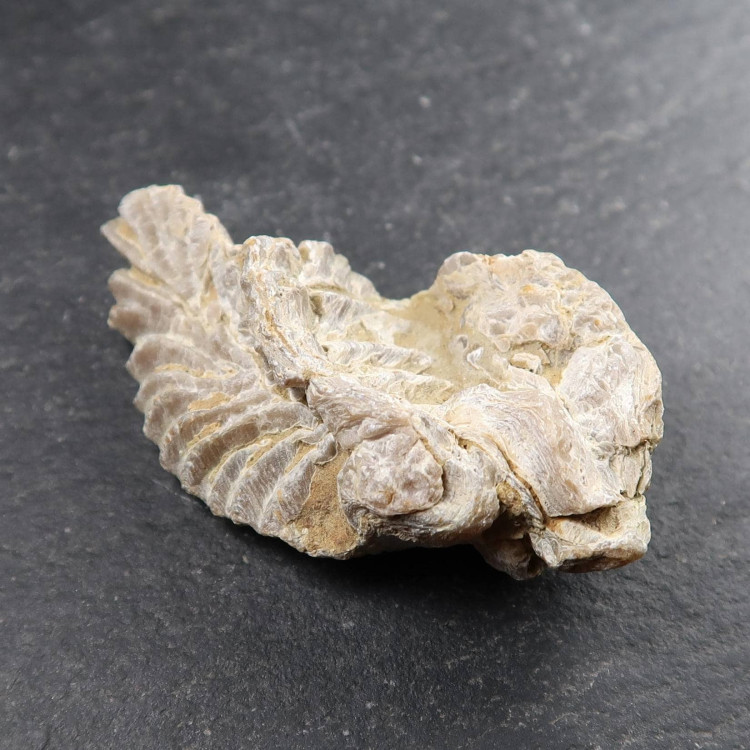 jurassic oyster shell fossils from dorset uk