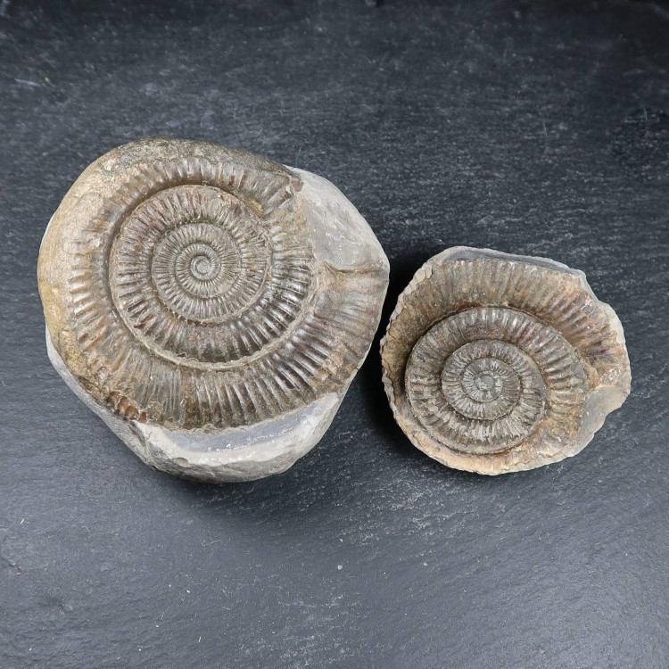 yorkshire ammonite fossils 1 2