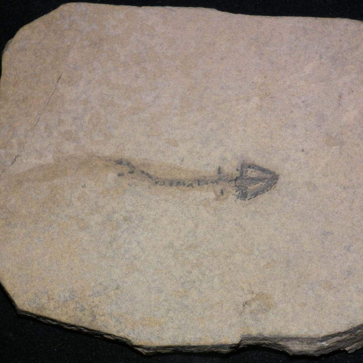 Branchiosaurus Fossils for sale in the UK