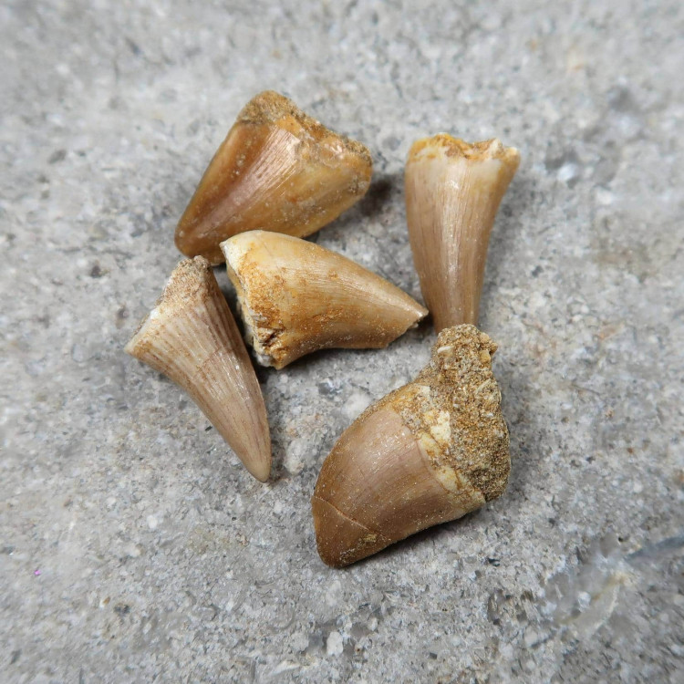 fossilised mosasaur teeth from morocco (2)