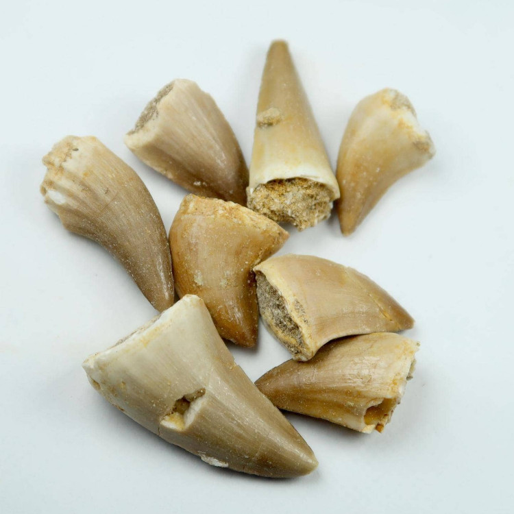 fossilised mosasaur teeth from morocco (3)
