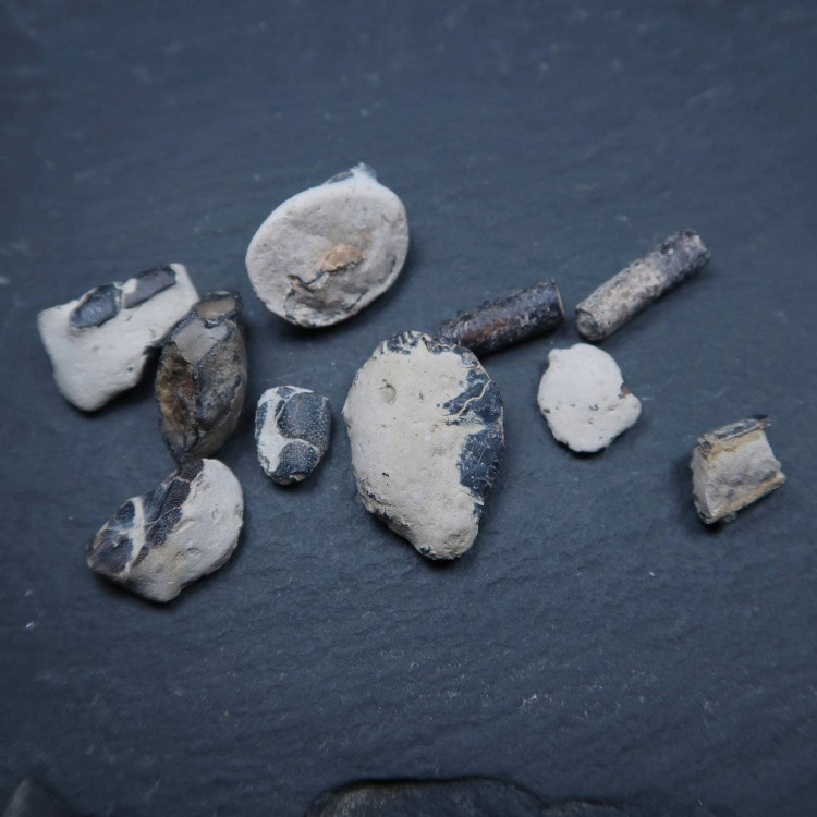 lobster and crustacean fragments from jurassic dorset 2