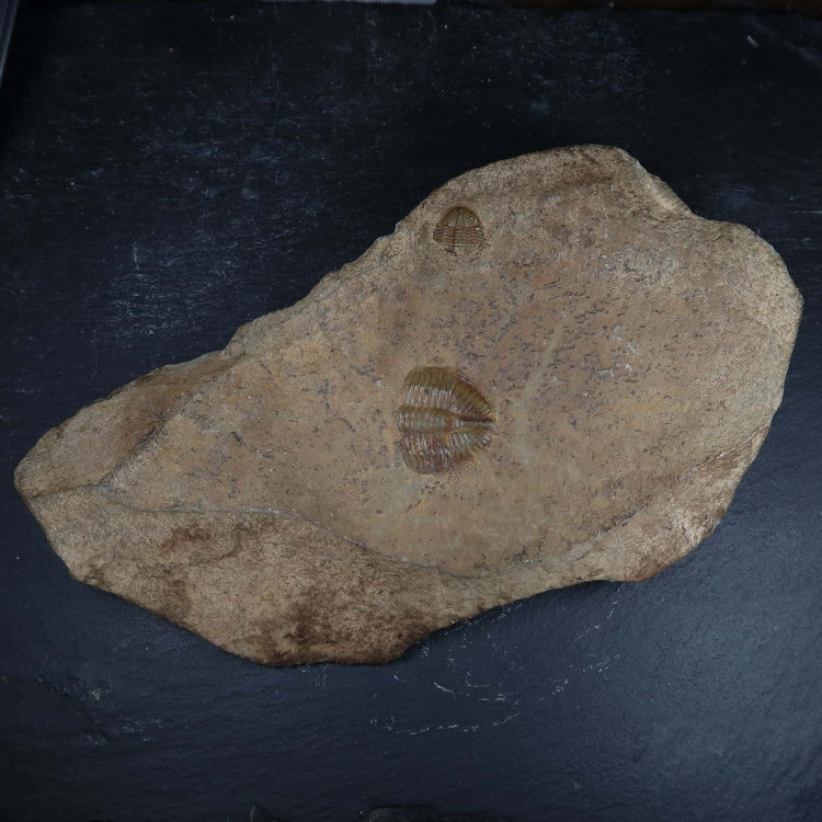 unknown trilobite fossils