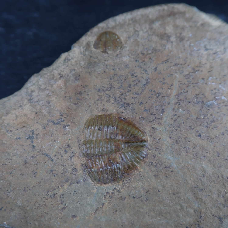 unknown trilobite fossils 3