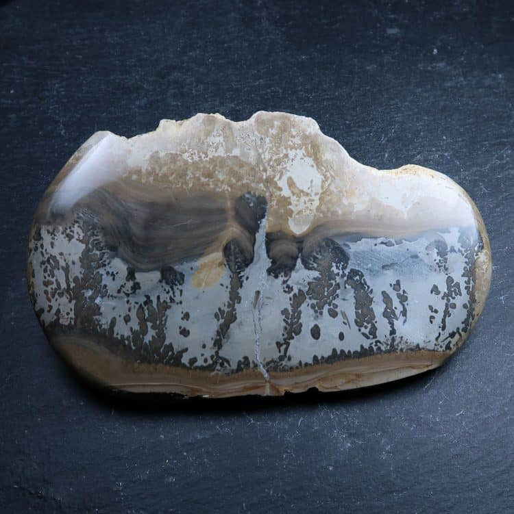 cotham marble stromatolite polished slices 2