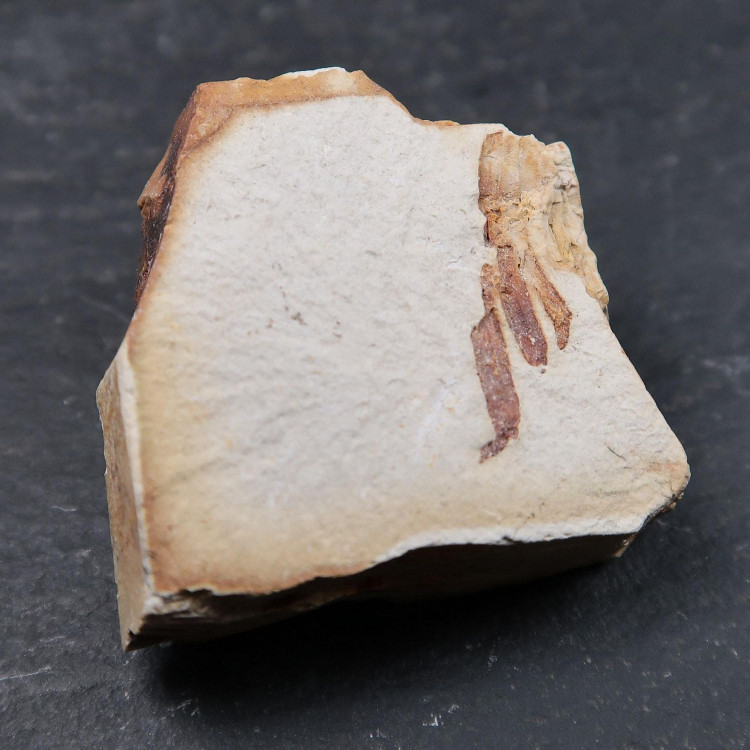 pinnixa galliheri fossil crab fragments from monterey formation ca usa 2