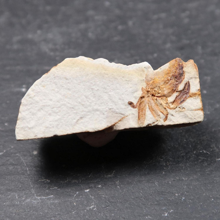 pinnixa galliheri fossil crab fragments from monterey formation ca usa 5