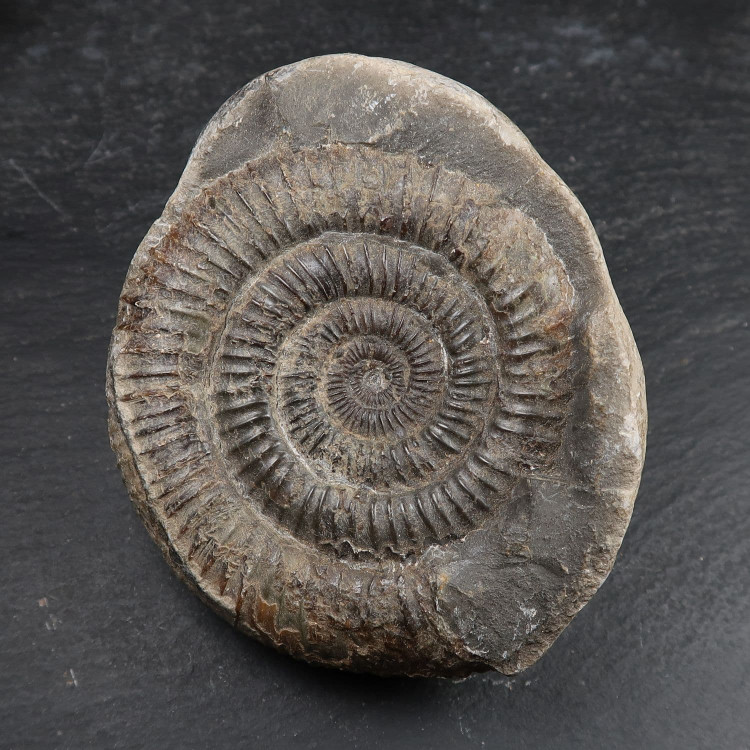 dactylioceras ammonites from whitby