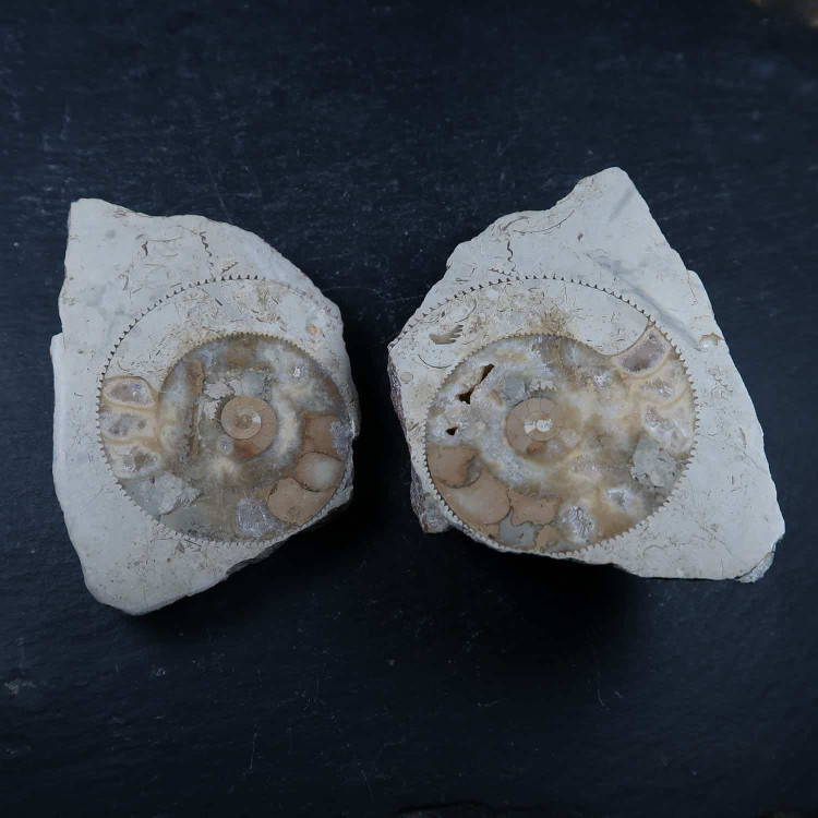 hildoceras ammonite fossils cut and polished 1