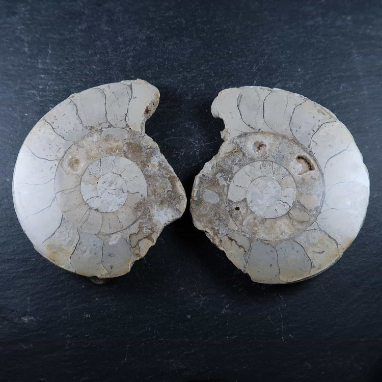 hildoceras ammonite pairs 2