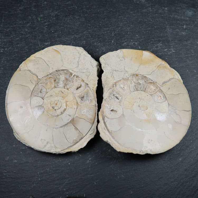 hildoceras ammonite pairs 3