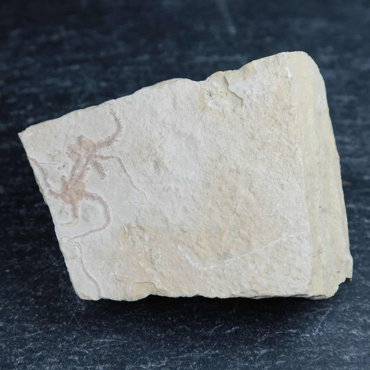 sinosura kelheimense brittlestar fossils from solnhofen germany 1 2