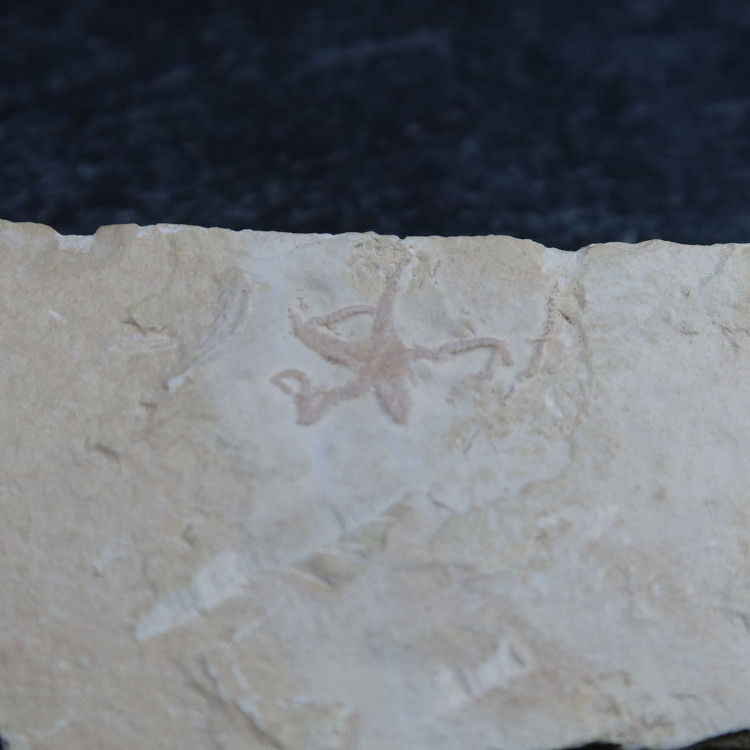 sinosura kelheimense brittlestar fossils from solnhofen germany 2 3
