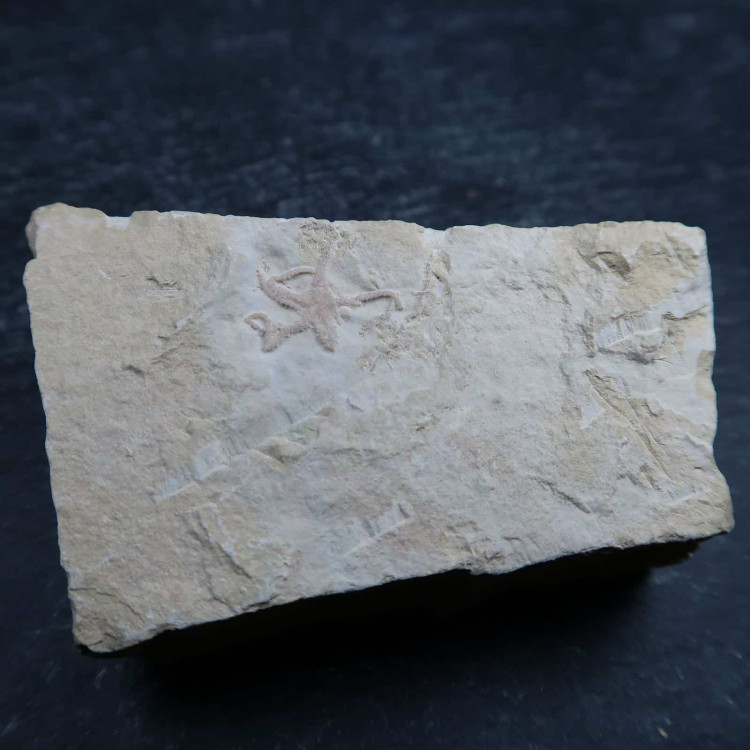 sinosura kelheimense brittlestar fossils from solnhofen germany 2 7