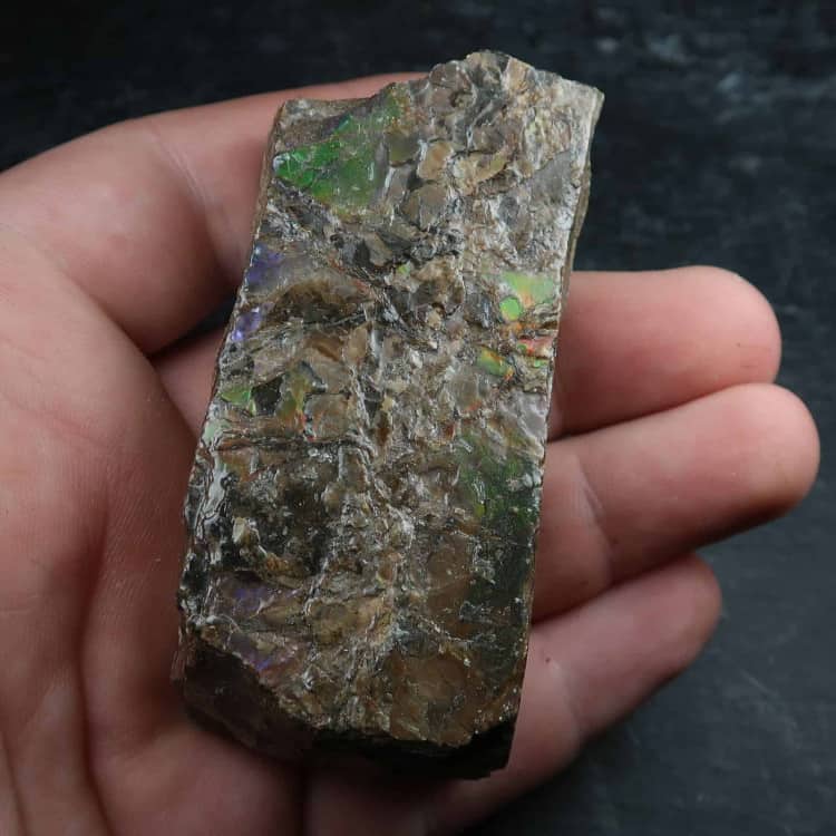 ammolite specimens from canada 8