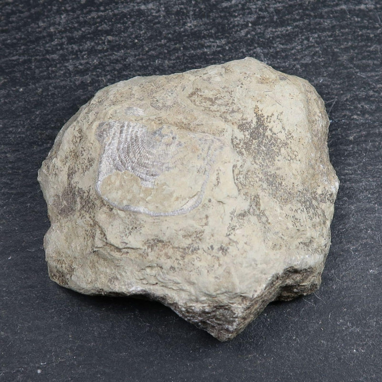 leptaena depressa brachiopod fossils from wrens nest dudley