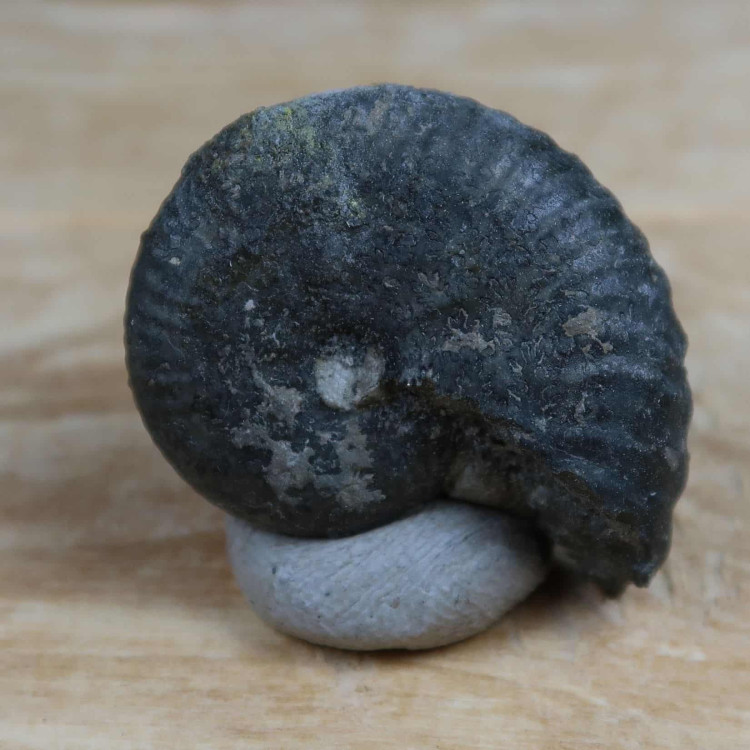 taramelliceras ammonite fossils from the jurassic oxford uk (6)