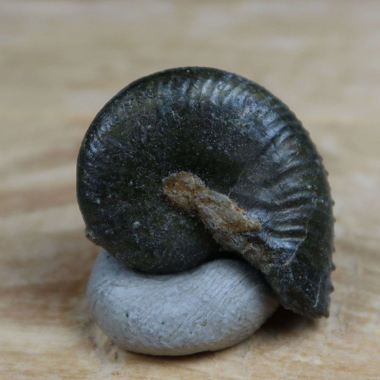 taramelliceras ammonite fossils from the jurassic oxford uk (7)