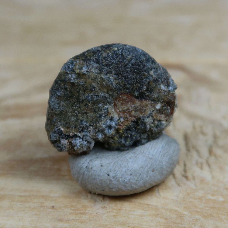 taramelliceras ammonite fossils from the jurassic oxford uk (9)