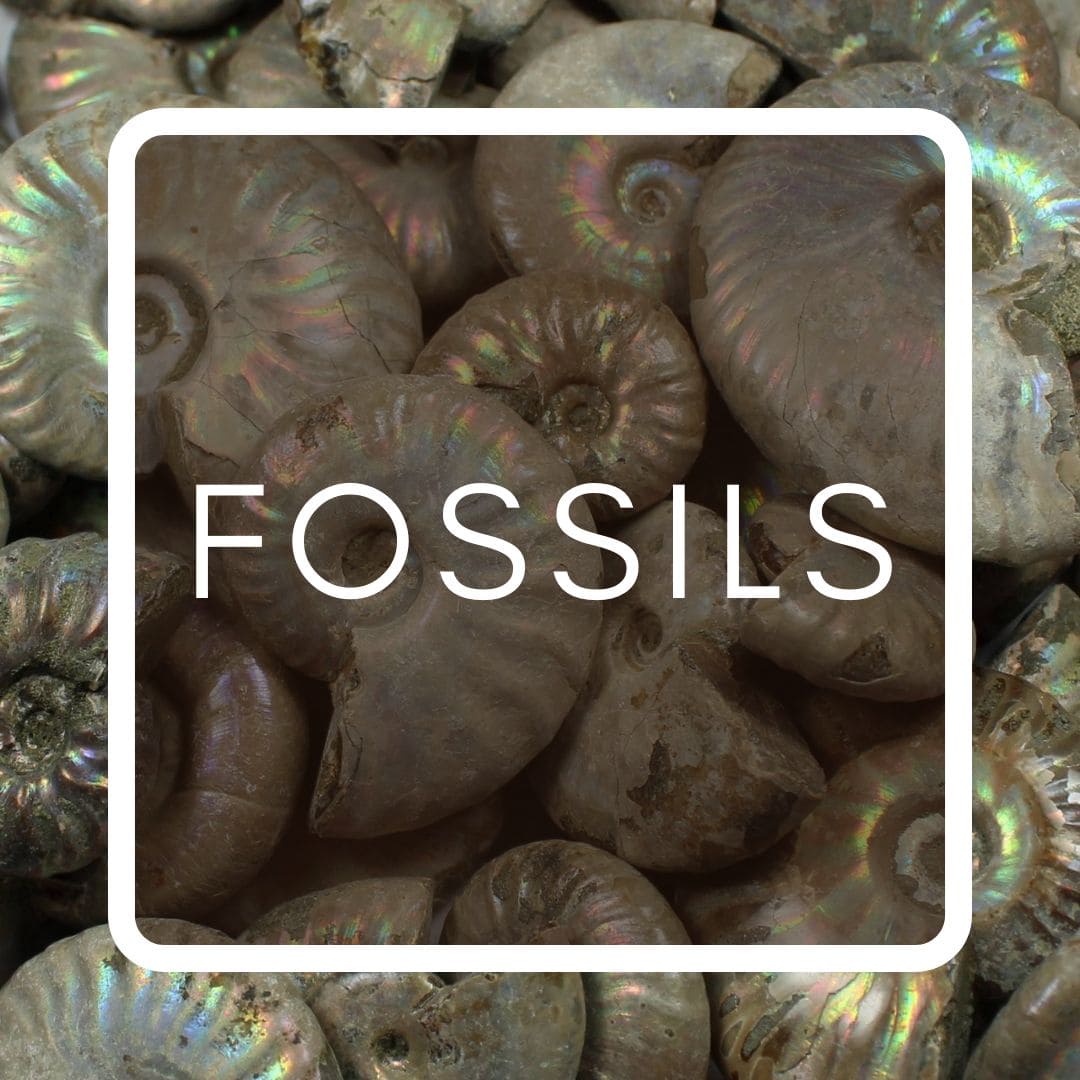 fossils fossils
