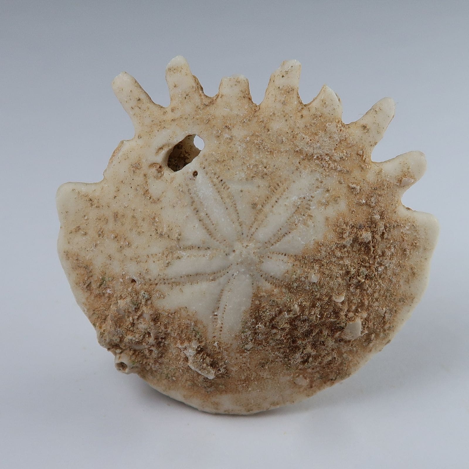 Echinoid Clypeasteroida - Buy Sand Dollar Fossils Online - UK Fossils