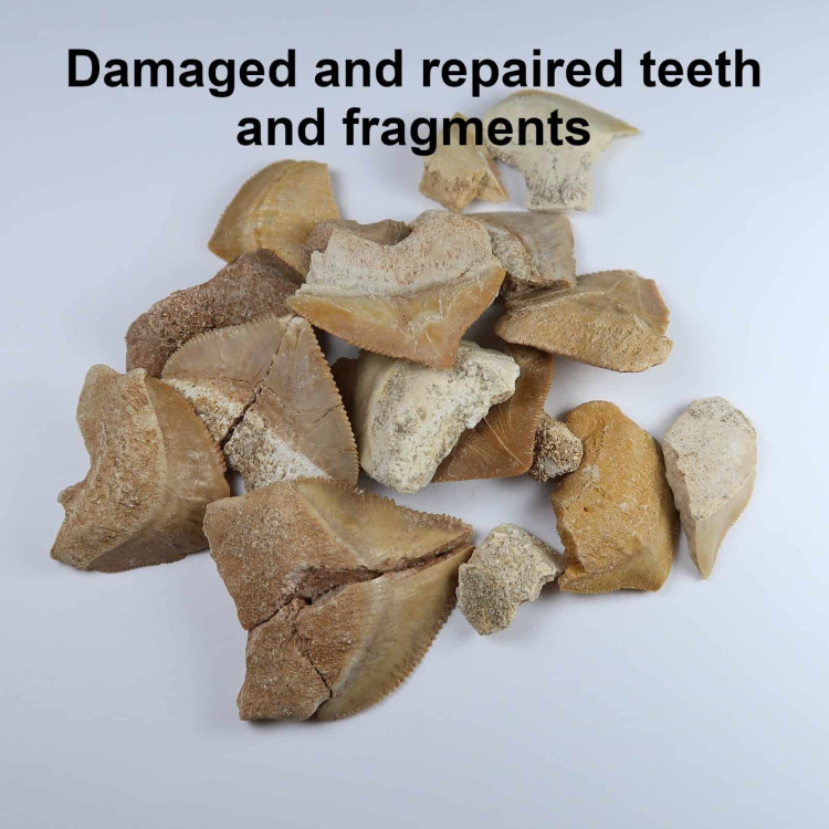 repaired and fragments of squalicorax teeth 2