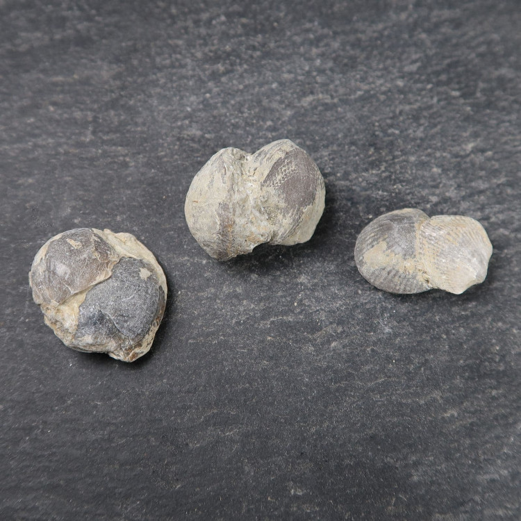 atrypa reticularis bivalve fossils from dudley uk (6)
