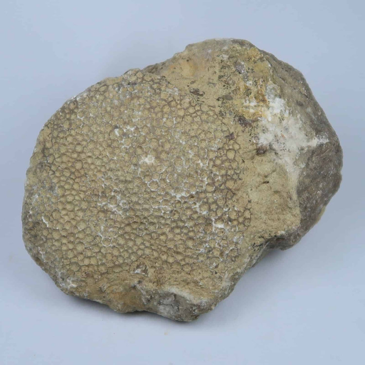favosites gothlandicus coral fossils from shropshire uk (1)