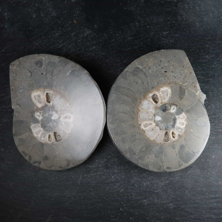 cut and polished vascoceras ammonite from nigeria 3