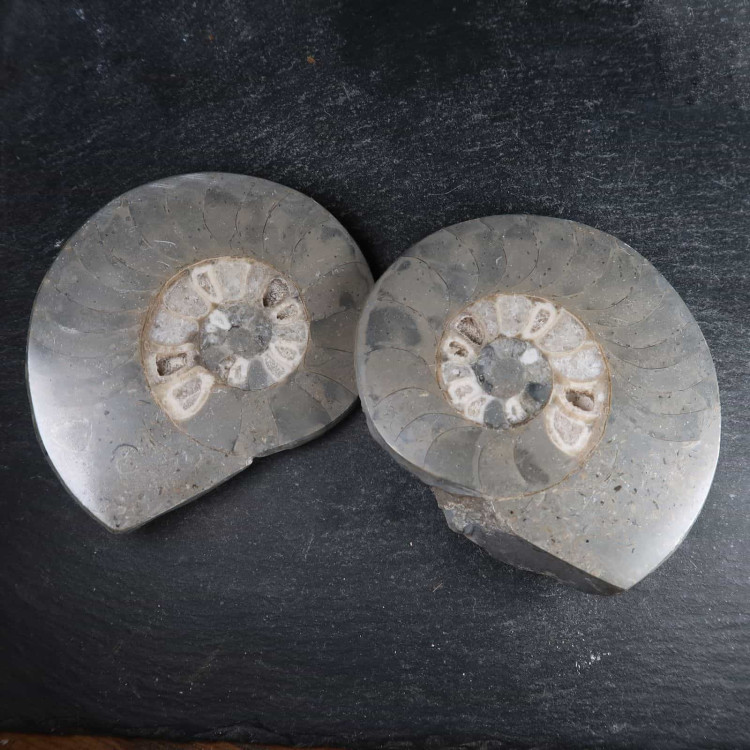 cut and polished vascoceras ammonite from nigeria 5
