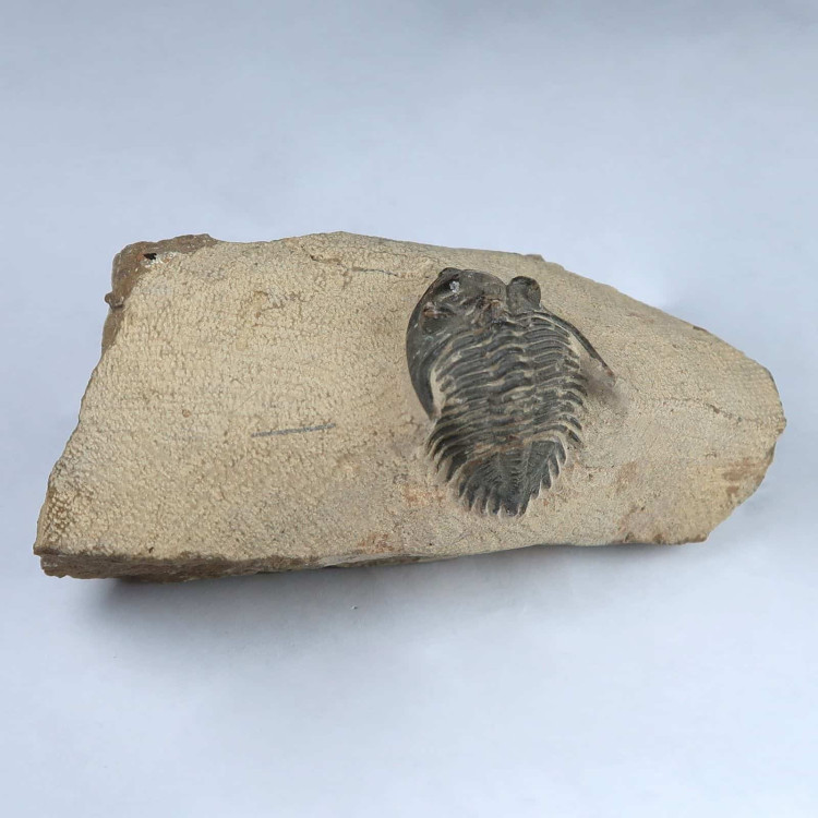 hollardops trilobite fossil from morocco