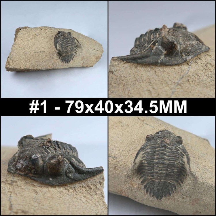 hollardops trilobite fossil from morocco collage 1
