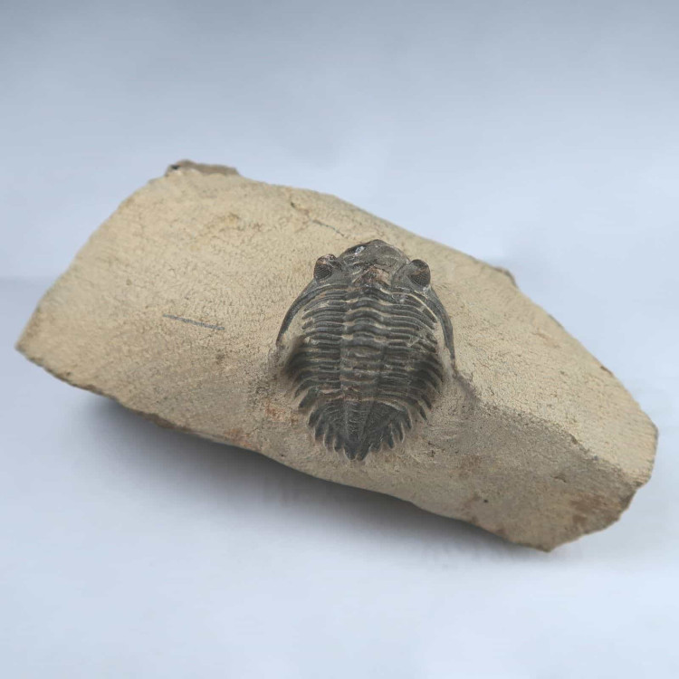 hollardops trilobite fossil from morocco 2